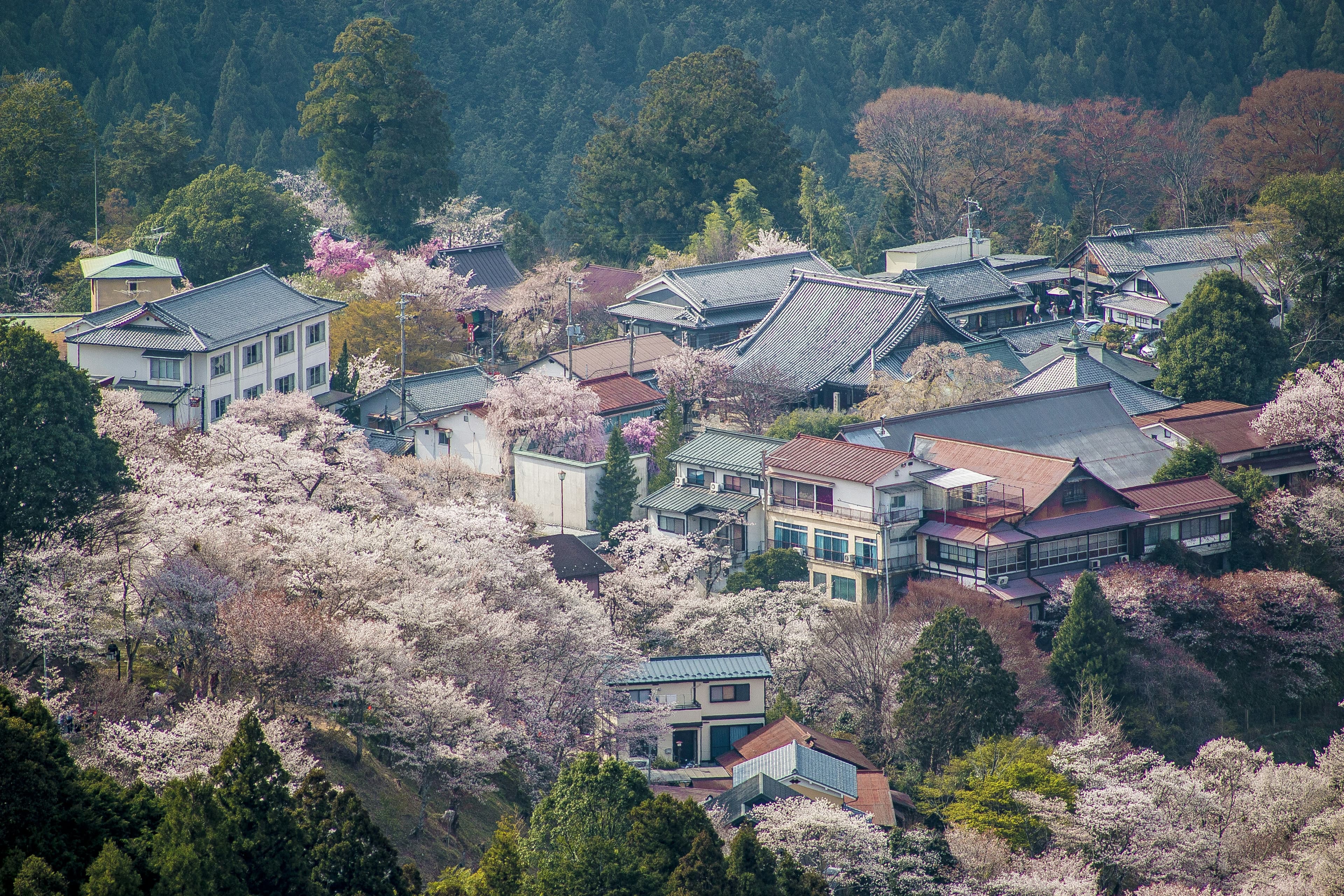 吉野