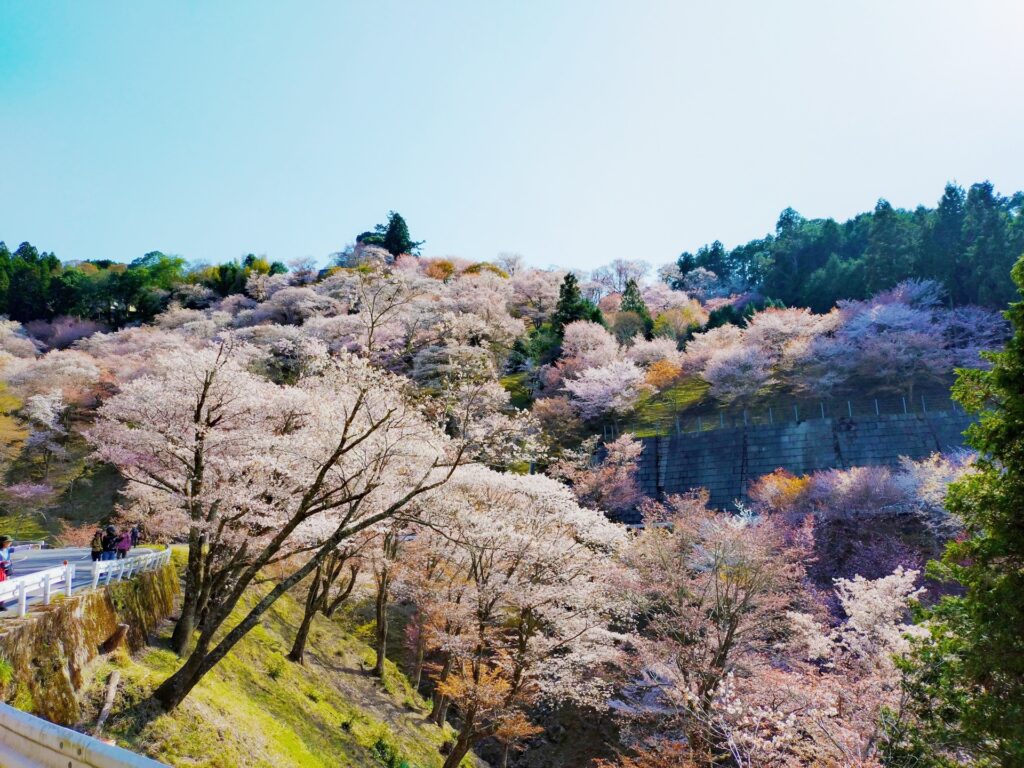 吉野山 桜
