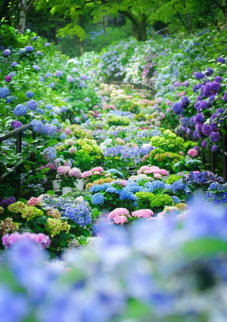 〔写真：長谷寺 紫陽花〕