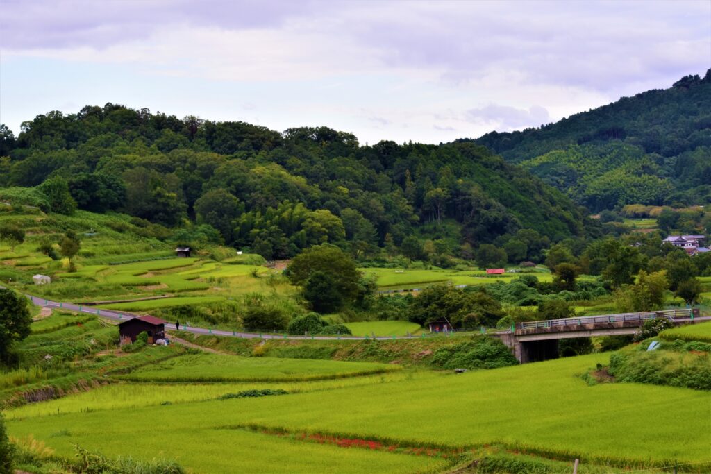 〔写真：稲淵の棚田〕