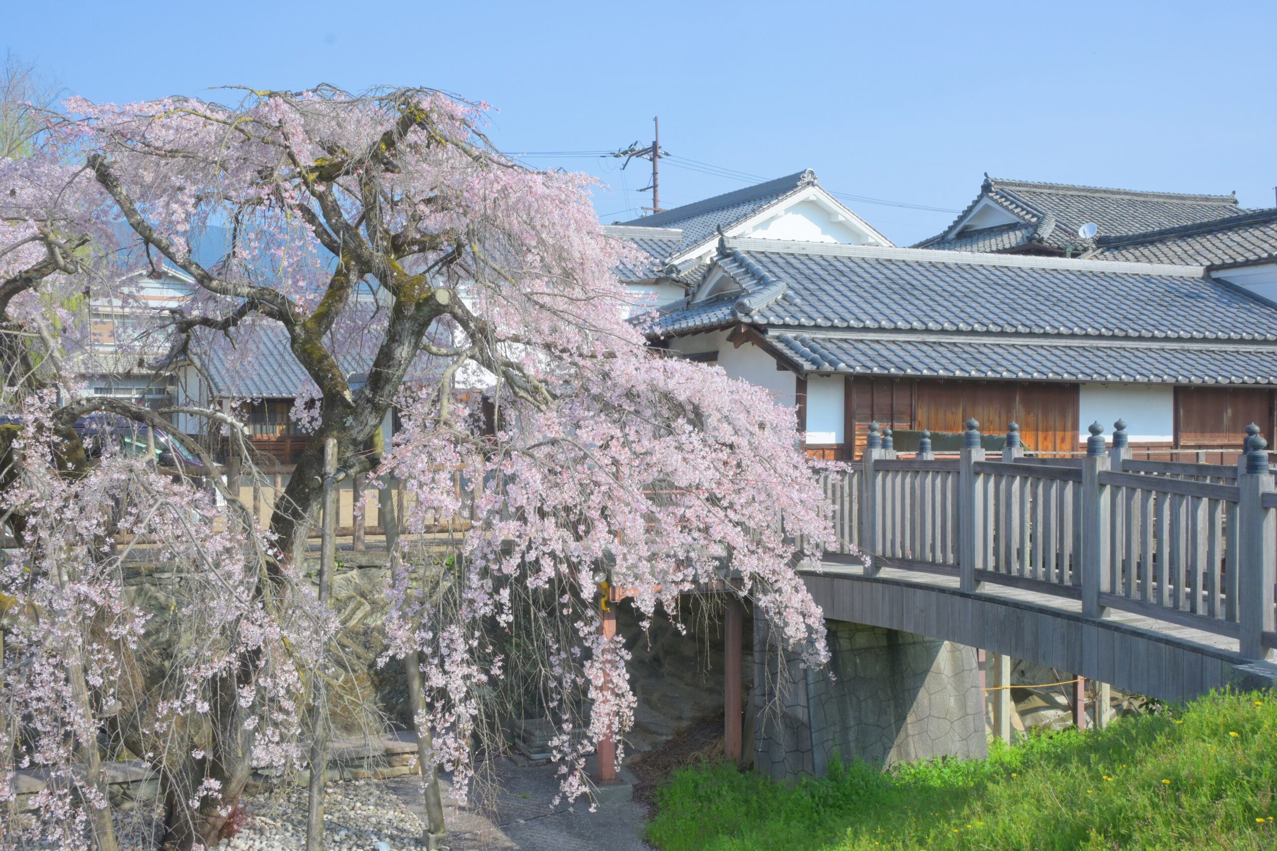奈良県五條市、新町通りにある町並み伝承館の枝垂れ桜 - 朝