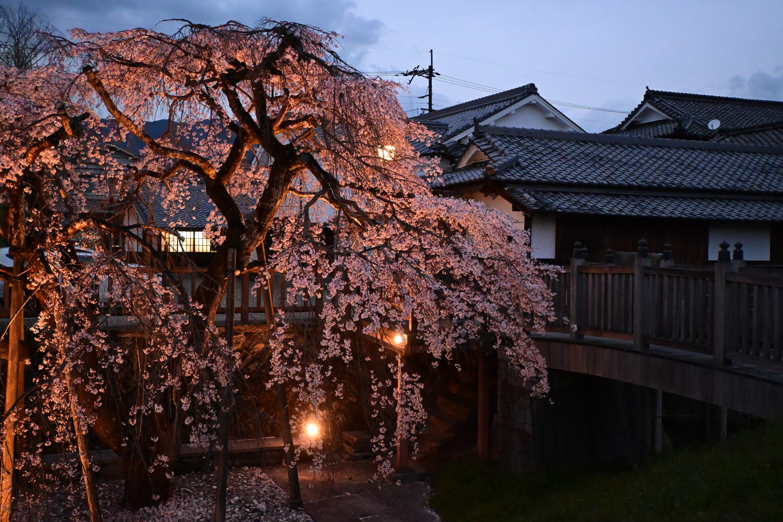 奈良県五條市、新町通りにある町並み伝承館の枝垂れ桜